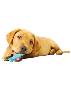FARMCOMPANY - Osso puppy azzurro