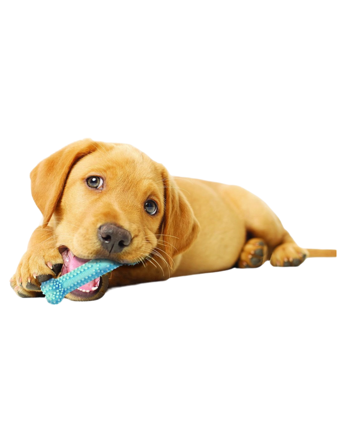 FARMCOMPANY - Osso puppy rosa