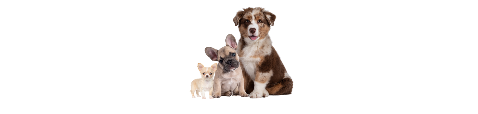 Cuccioli