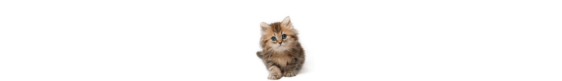 CUCCIOLO