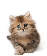 GATTINO